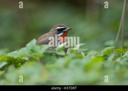 Siberian Rubythroat / Rubinkehlchen ( Luscinia calliope ), uccello maschio, seduto per terra in bassa vegetazione, Paesi Bassi. Foto Stock
