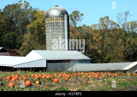 Zucche di zucca patch, con il silo in background Foto Stock