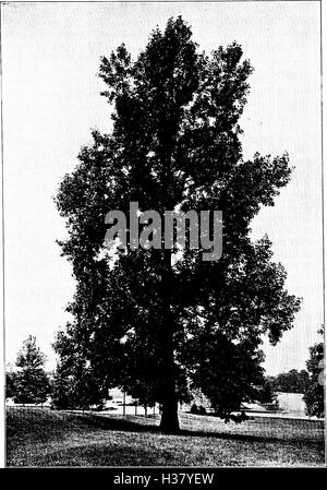 Nord America - alberi essendo descrizioni e illustrazioni degli alberi che crescono in modo indipendente di coltivazione in America del Nord, a nord del Messico e le Indie occidentali (1908) (2016949 Foto Stock