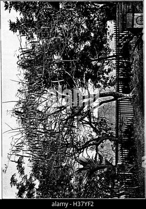 Nord America - alberi essendo descrizioni e illustrazioni degli alberi che crescono in modo indipendente di coltivazione in America del Nord, a nord del Messico e le Indie occidentali (1908) (2060393 Foto Stock