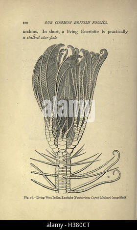 Il nostro comune British fossili e dove trovarli (pagina 100) BHL221 Foto Stock