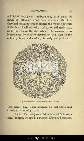 Il nostro comune British fossili e dove trovarli (pagina 105) BHL221 Foto Stock