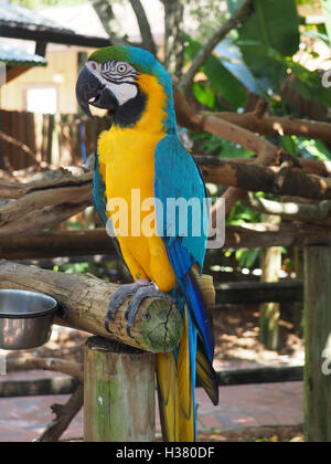 Colore luminoso macaw pappagallo seduto su un pesce persico del legno Foto Stock