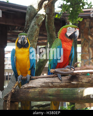 Due luminose colorate pappagalli macaw arroccato su di un lembo di albero Foto Stock