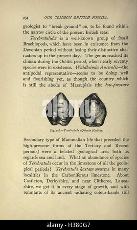 Il nostro comune British fossili e dove trovarli (pagina 234) BHL221 Foto Stock