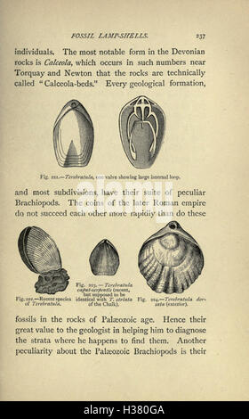 Il nostro comune British fossili e dove trovarli (pagina 237) BHL221 Foto Stock