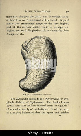 Il nostro comune British fossili e dove trovarli (pagina 321) BHL221 Foto Stock