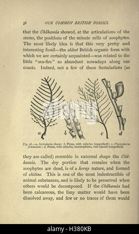 Il nostro comune British fossili e dove trovarli (pagina 36) BHL221 Foto Stock