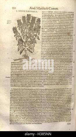 Petri Matthioli ... Opera quae extant òmnia, hoc est, Commentarii in VI. libros Pedacii Dioscoridis Anazarbei De materia medica (pagina 530) BHL77 Foto Stock