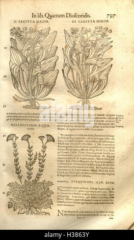 Petri Matthioli ... Opera quae extant òmnia, hoc est, Commentarii in VI. libros Pedacii Dioscoridis Anazarbei De materia medica (pagina 797) BHL77 Foto Stock