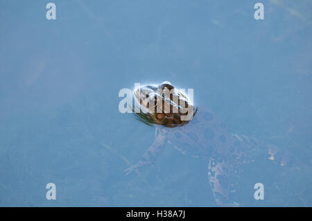 Rana con la sua testa sopra l'acqua ma con il corpo e le gambe visibile sotto l'acqua Foto Stock