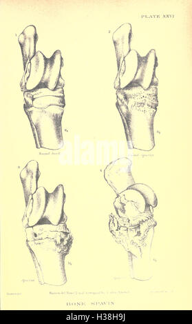 Relazione speciale sulle malattie del cavallo BHL231 Foto Stock