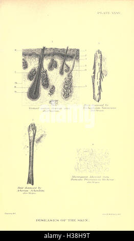 Relazione speciale sulle malattie del cavallo BHL231 Foto Stock