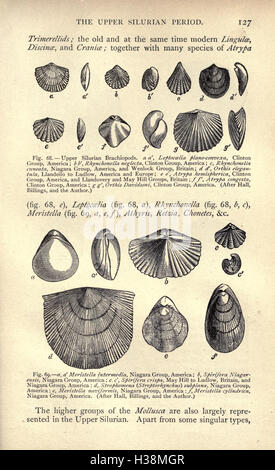Questo lavoro esplora la storia geologica e biologica della Terra, concentrandosi sullo sviluppo della vita e sugli eventi chiave che plasmano l'evoluzione del pianeta. Foto Stock