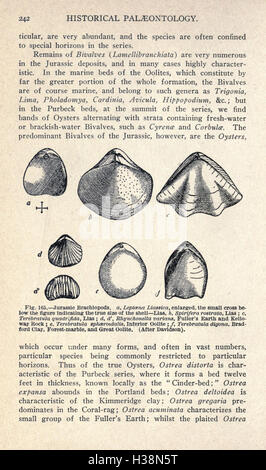 La vita antica storia della terra (pagina 242) BHL433 Foto Stock