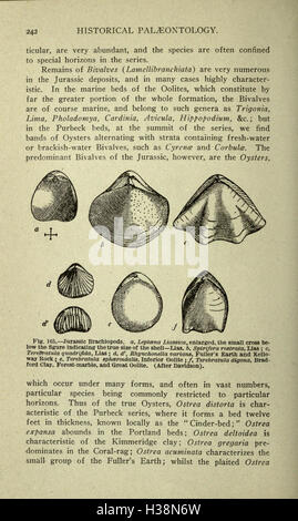 Questo lavoro esplora la storia geologica e biologica della Terra, descrivendo dettagliatamente le sue antiche forme di vita, gli ecosistemi e i processi evolutivi nel tempo. Foto Stock