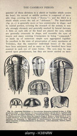 Questo lavoro approfondisce l'evoluzione geologica e biologica della Terra, tracciando lo sviluppo della vita dai primi microrganismi a organismi più complessi. Esplora importanti pietre miliari evolutive e il loro impatto sulla biodiversità terrestre. Foto Stock