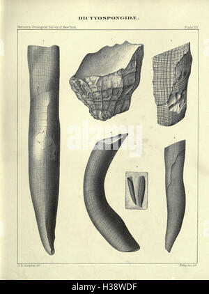 Un ricordo del Paleozoico spugne reticolare che costituiscono la famiglia Dictyospongidae (pagina 255) BHL171 Foto Stock