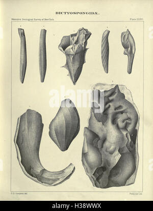 Un ricordo del Paleozoico spugne reticolare che costituiscono la famiglia Dictyospongidae (pagina 343) BHL171 Foto Stock