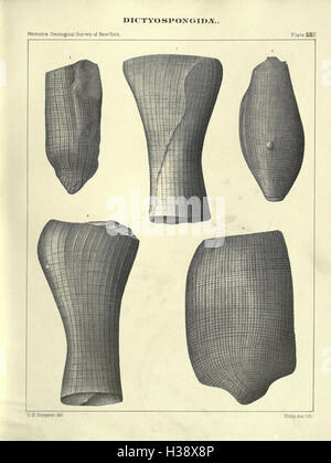 Un ricordo del Paleozoico spugne reticolare che costituiscono la famiglia Dictyospongidae (pagina 437) BHL171 Foto Stock