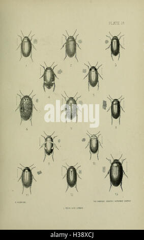 Questo lavoro fornisce una panoramica delle specie di coleotteri presenti nelle Isole britanniche, offrendo una visione d'insieme della loro classificazione e del loro ruolo ecologico. Foto Stock