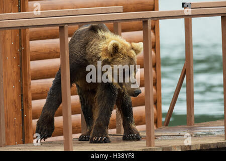 Bruna giovane orso sembra preda sulla recinzione per conto per i pesci. Kurile Lago. Foto Stock