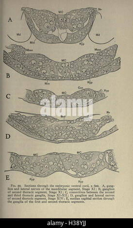 Questo lavoro copre l'embriologia delle api mellifere, esaminandone le fasi di sviluppo e il ciclo di vita, come descritto a pagina 133. Foto Stock