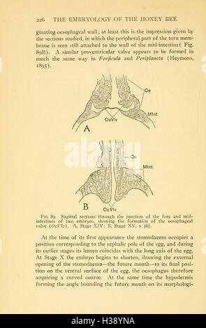 Questo lavoro esamina lo sviluppo e la crescita degli embrioni di api mellifere, concentrandosi sulle loro fasi embrionali e sui processi cellulari. Foto Stock