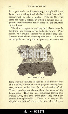 Questo lavoro si concentra sulla biologia, il comportamento e il ruolo dell'ape da miele negli ecosistemi, compresa la loro importanza nell'impollinazione, nella produzione di miele e nella dinamica delle colonie. Foto Stock