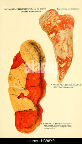 Questo libro descrive i principi e le pratiche fondamentali della medicina veterinaria, fornendo una panoramica completa di trattamenti, diagnosi e cura degli animali. Foto Stock