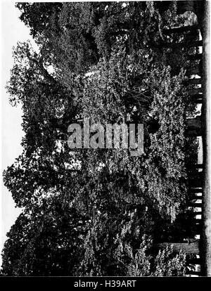 Gli alberi di Gran Bretagna e Irlanda (1906) (2059385 Foto Stock