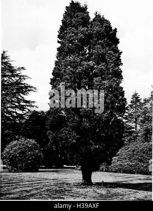 Gli alberi di Gran Bretagna e Irlanda (1906) (2059520 Foto Stock