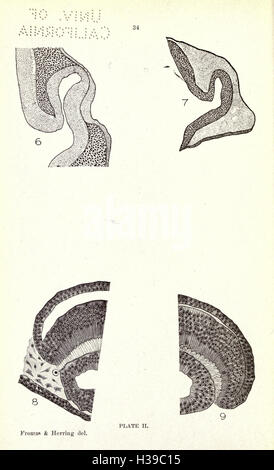 Questa pagina esplora la struttura, l'origine e lo sviluppo del corpo vitreo nell'occhio del maiale. Fornisce informazioni sugli aspetti anatomici e funzionali del corpo vitreo, contribuendo agli studi di biologia oculare e anatomia comparata. Foto Stock