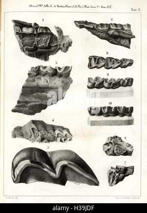 Cenni sui vertebrati fossili del Piemonte (Tav. I) BHL401 Foto Stock