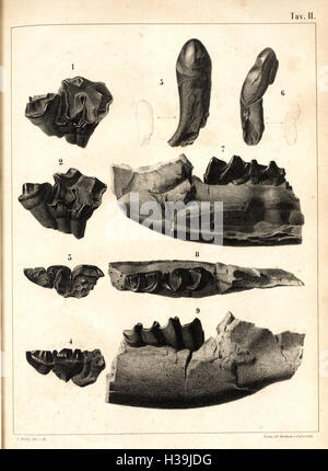 Cenni sui vertebrati fossili del Piemonte (Tav. II) BHL401 Foto Stock