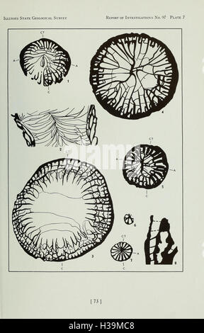 Coralli dal Chouteau e relative formazioni della valle del Mississippi Regione (pagina 73) BHL404 Foto Stock