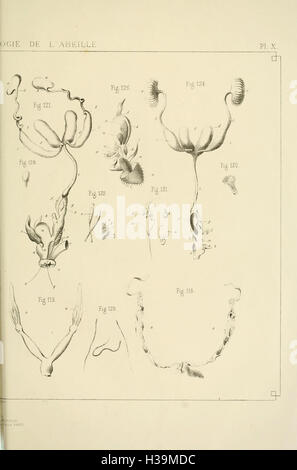 Questo lavoro francese si concentra sull'anatomia e la fisiologia dell'ape del miele, esaminandone la struttura, le funzioni e il ruolo che svolge nell'ecosistema. Foto Stock