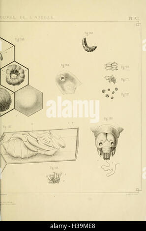 Questo lavoro francese si concentra sull'anatomia e la fisiologia delle api, esaminando i loro sistemi biologici e le loro funzioni essenziali per la loro sopravvivenza e il loro ruolo nell'impollinazione. Foto Stock