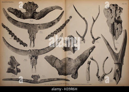 Die Pithecanthropus-Schichten auf Java BHL401 Foto Stock