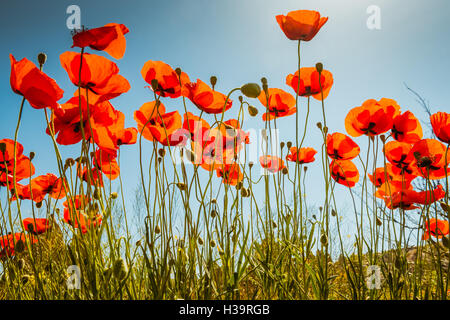 Campo di colore rosso brillante mais fiori di papavero in estate Foto Stock