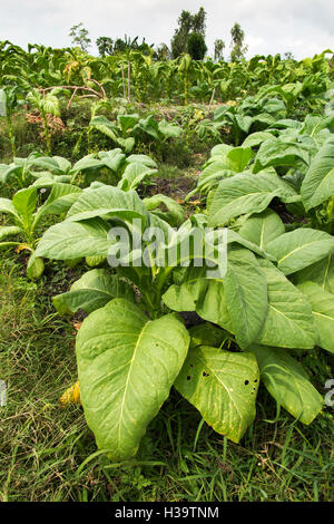 Indonesia, Lombok, agricoltura, la coltivazione del tabacco nel campo Foto Stock