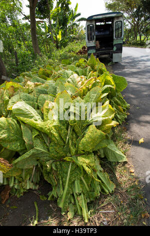 Indonesia, Lombok, agricoltura, raccolte le foglie di tabacco accanto alla strada Foto Stock