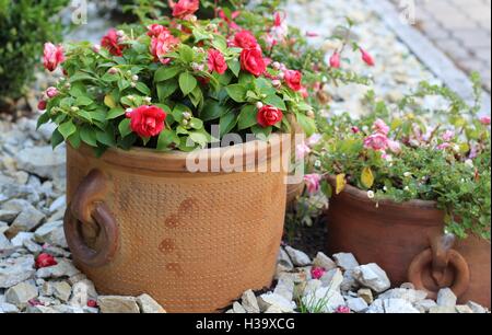 Le begonie in vasi di ceramica Foto Stock