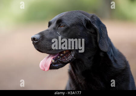 testa di recupero labrador nera Foto Stock