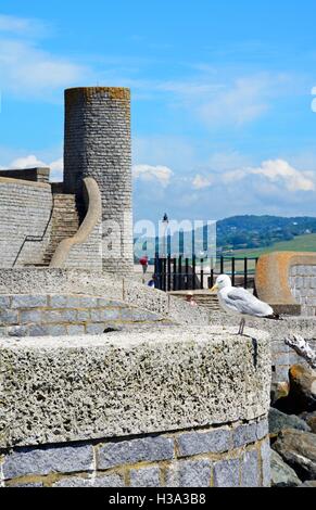 Torre rotonda a pistola Cliff Walk con un gabbiano in primo piano, Lyme Regis, Dorset, Inghilterra, Regno Unito, Europa occidentale. Foto Stock