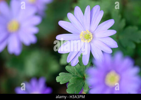 Blue blanda, bella daisy-come fiori di primavera Jane Ann Butler JABP Fotografia1645 Foto Stock