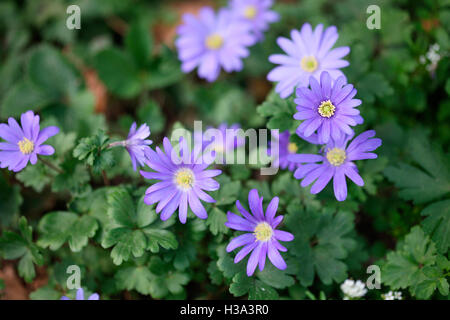 Blue blanda, bella daisy-come fiori di primavera Jane Ann Butler JABP Fotografia1644 Foto Stock