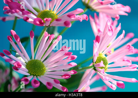 Cucchiaio rosa crisantemi, altamente decorativo gioiosa estate fiore Jane Ann Butler JABP Fotografia1630 Foto Stock