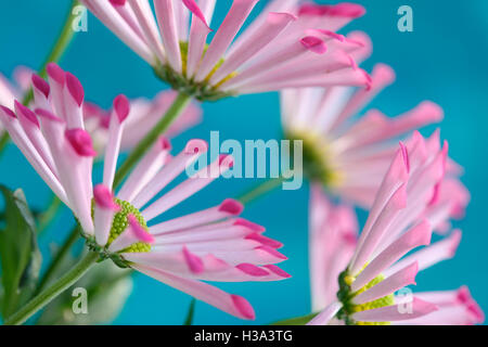 Cucchiaio rosa crisantemi, altamente decorativo gioiosa estate fiore Jane Ann Butler JABP Fotografia1632 Foto Stock