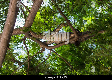 Un nero iguana sfugge calde sabbie vulcaniche salendo fino & raffreddamento in un albero, sopra il nostro lettino in Costa Rica. Foto Stock